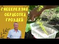 Применение гиббереллина на винограднике. Улучшение завязи.