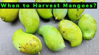 When to Harvest Mangoes? | Complete Guide