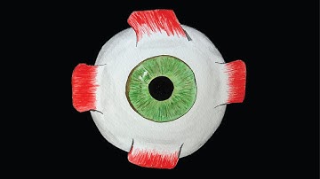 A Journey Through The Visual System