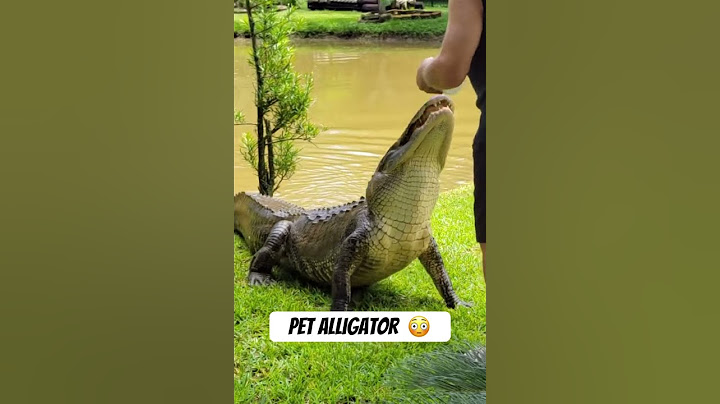 Florida Man brings out his pet alligator to show his neighbor 😳 🐊 #floridaman