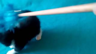 Exotic shorthair kittens by Gerdiacats Cattery 60 views 6 years ago 49 seconds