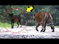 TIGRE SIBERIANO VS LOBO | 7 Luchas De Animales Mas Épicas Capturadas En Cámara. WOLF VS TIGER