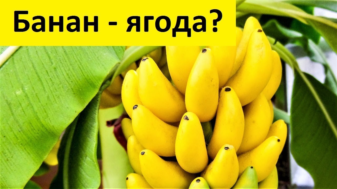 Банан это трава фрукт овощ или ягода. Банан это фрукт или ягода. Банан и Ягодка. Плод банана. Банан это фрукт или овощ.