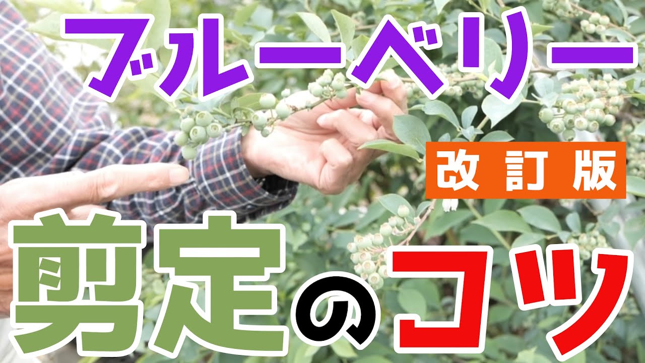 【ブルーベリー #8】ブルーベリーの剪定のポイントを徹底解説！【実をより大きく】
