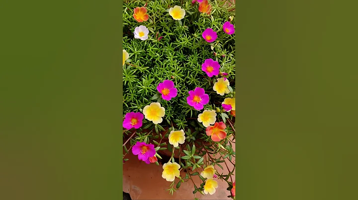 how to grow portulaca plant | portulaca plant care in summer | portulaca seed germination time