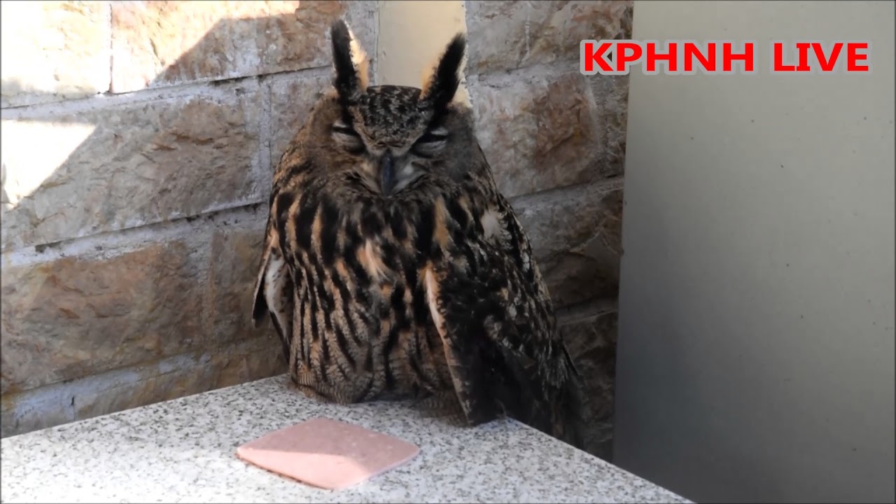 μεγάλο πουλί φίλους