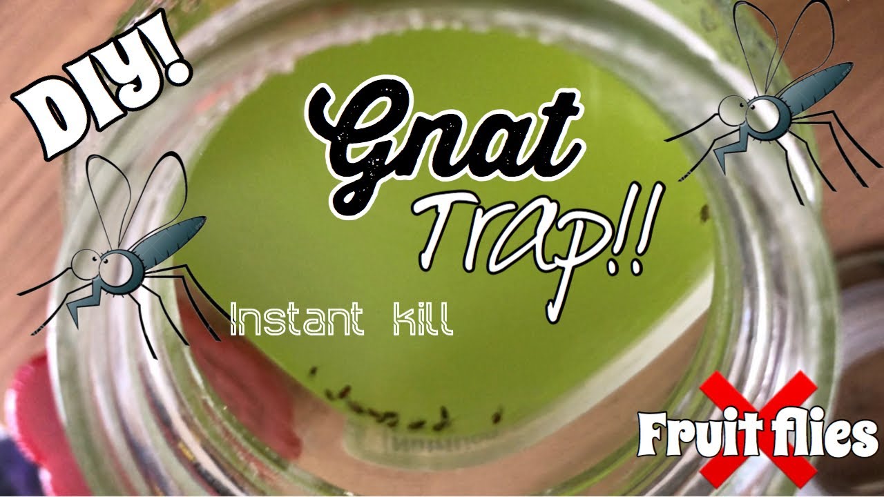GNAT TRAP DIY YouTube