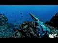 Azores 38°N - Spearfishing in Winter I - 2020