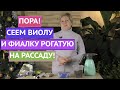 ВСЕ СЕКРЕТЫ ПОСЕВА ВИОЛЫ И ФИАЛКИ РОГАТОЙ!