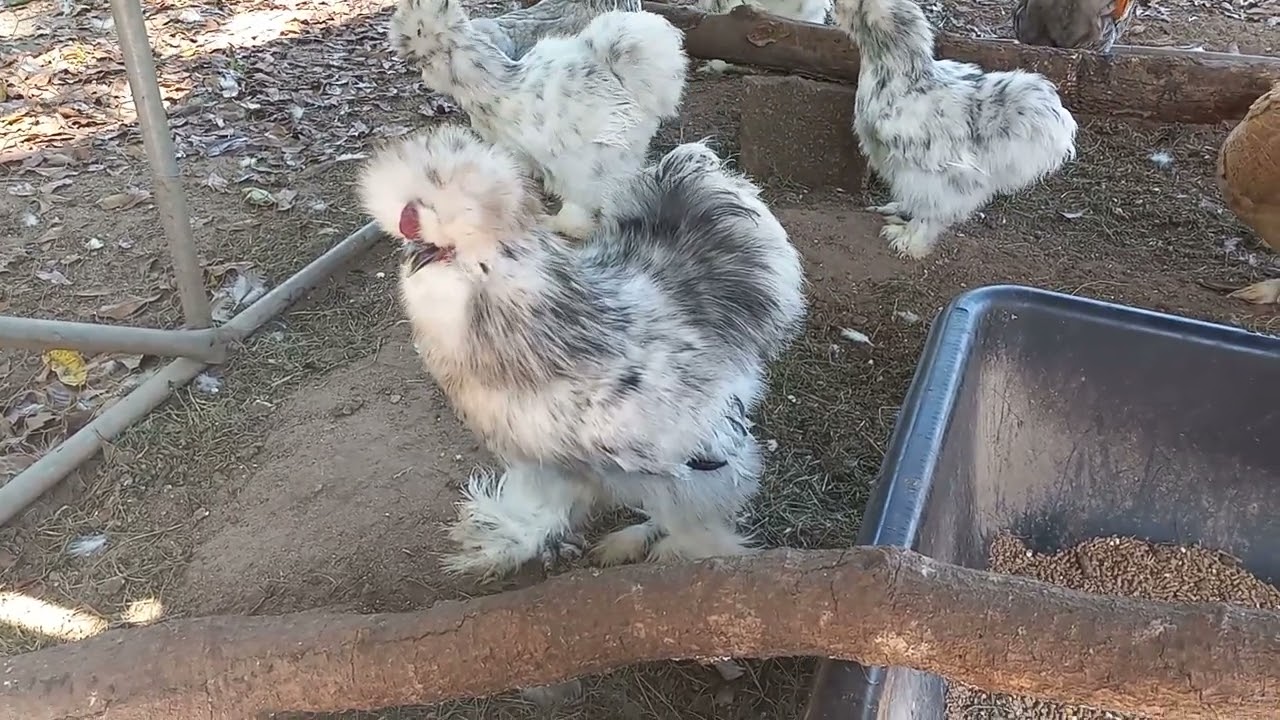 Blue Splash Cockerel #1 from Alabama Silkies