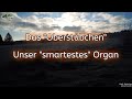 Unser Gehirn: Das "Oberstübchen" - Unser "smartestes" Organ