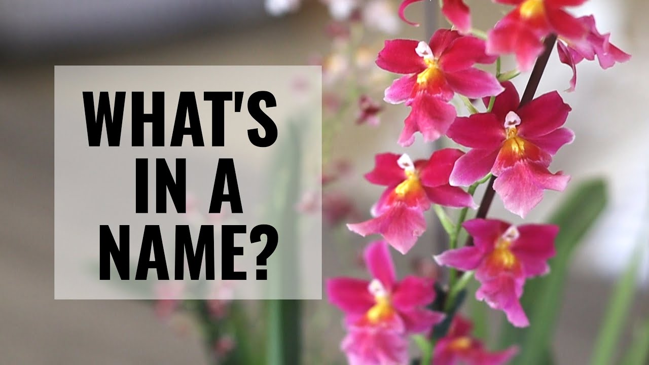 Let's Chat How to Pronounce Orchid Names and Does It Matter? What's in an Orchid Name YouTube