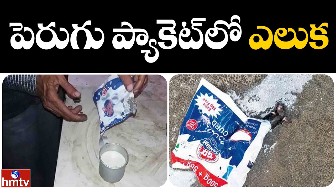 పెరుగు ప్యాకెట్‌లో ఎలుక  | RAT IN CURD | Jordar News | hmtv