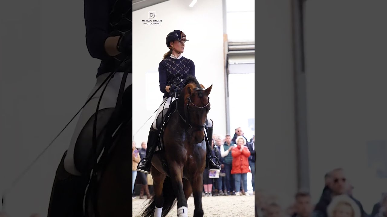 McLaren Dinja Van Liere Reesink Horses Stallion Show 2023
