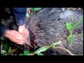 Hunting: Wild Pig / Yos Hav Zoov Tua Npua Teb,  Noj Ntses Quav Iab Lom Zem Heev 5/21/2020