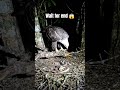 Eagle POV Camera Inside the Nest 🦅 Real Wildlife Micro Camera Journey | AI Nature Documentary #ai