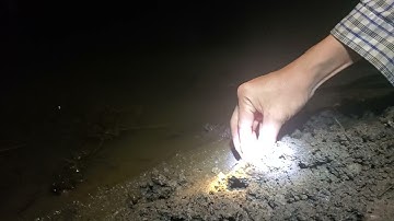 Hướng dẫn ae bắt de nhủi cấm câu cá lóc #batdenhui #cắmcâucálóc