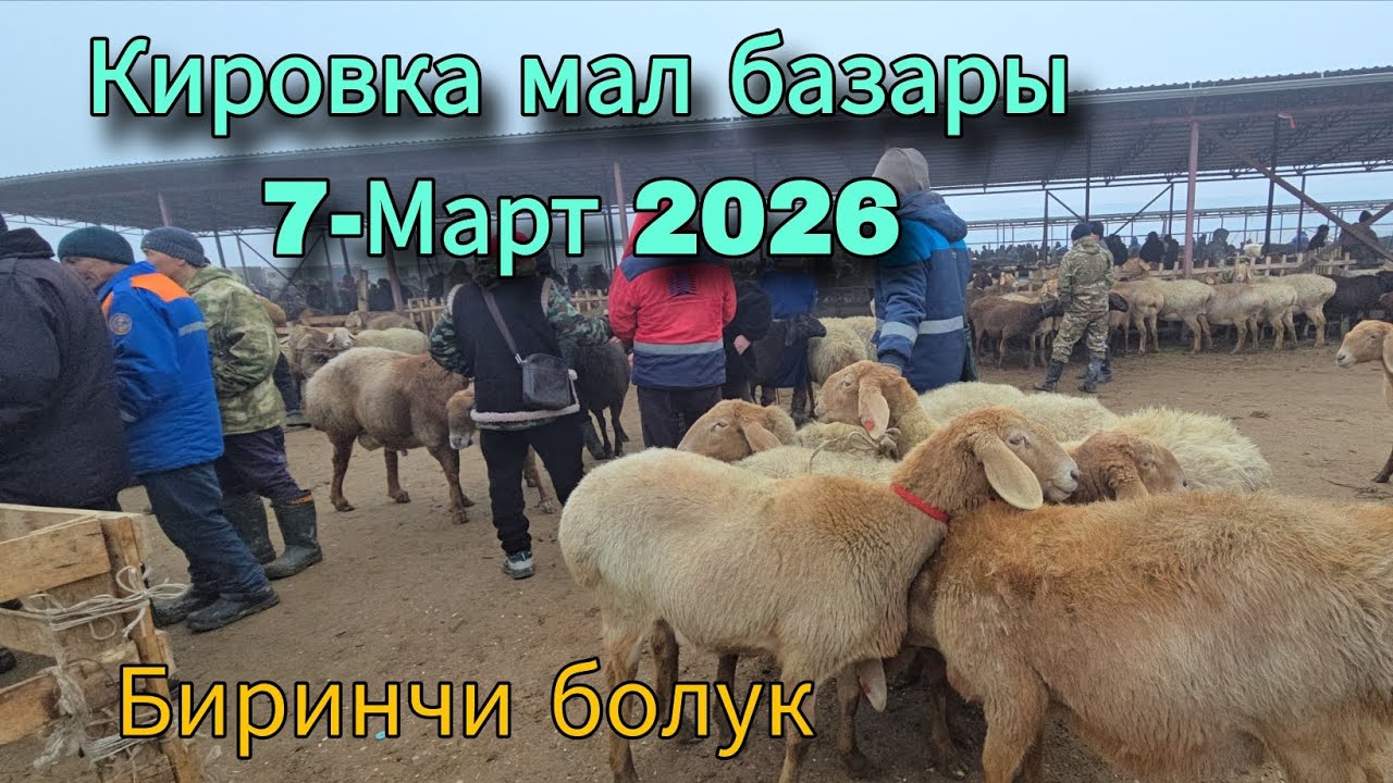 Кировка мал базары 7-Март 2026 биринчи болук 
