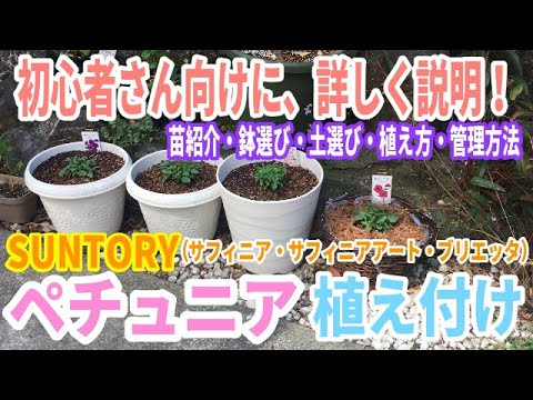 【ペチュニア】鉢への植え付け方法 / 花束のような花姿にするための超重要ポイントを解説 / サフィニア他3品種4苗  SUNTORY【ガーデニング】