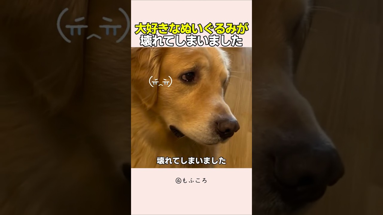 ゴールデンが泣きそうです…