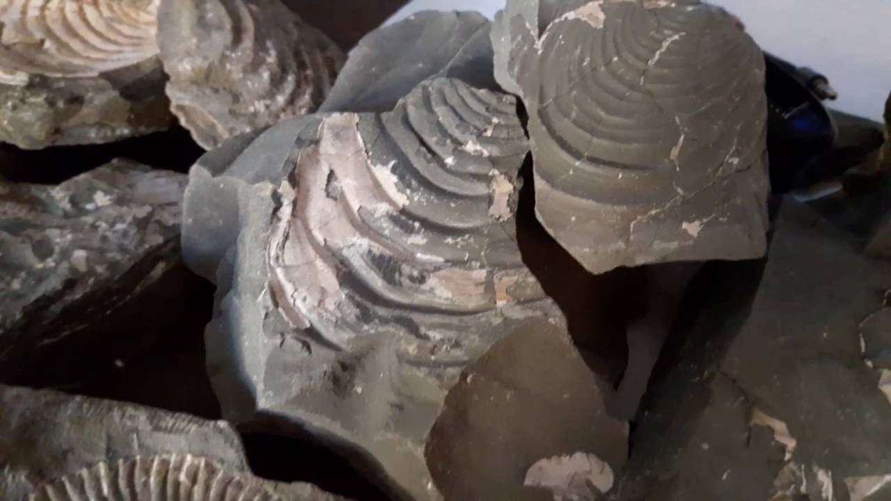 fossil hunting Ladonia Texas oct 2016 21 YouTube