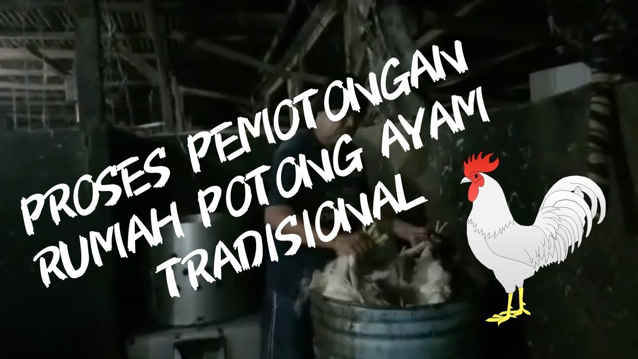 Proses Pemotongan di Rumah Potong Ayam Tradisional Sukabumi 