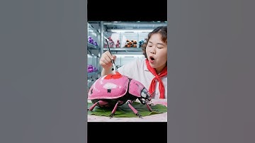 Capybara giúp Toàn tìm lại BỌ RÙA HỒNG NỮ HOÀNG #bavacapybara #capybara