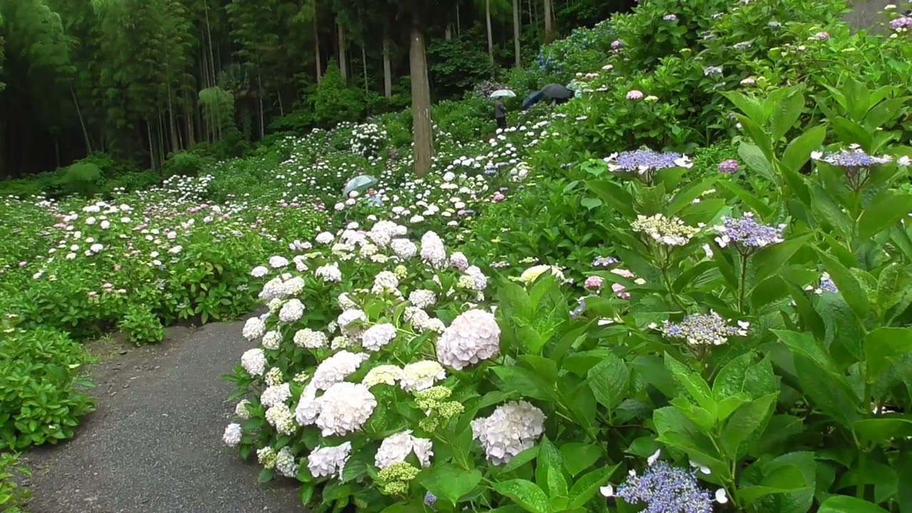 明日花様 確認ページ 久留米 千光寺の紫陽花 令和8年6月7日 - YouTube