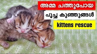 അമ്മ ചത്തുപോയ പൂച്ച കുഞ്ഞുങ്ങൾ | caring of motherless kittens malayalam