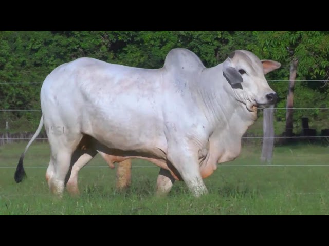 LOTE 28 B4   4561 mp4