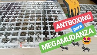 Unboxing NUEVO HORMIGUERO! Preparando otra MEGA MUDANZA 🐜😱!