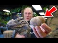 MY RHINO IGUANA LAID EGGS!! | BRIAN BARCZYK