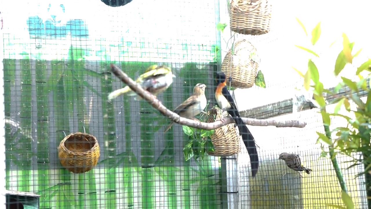 Burung Long Tailed Paradise Whydah Ritual Sebelum Kawin Youtube