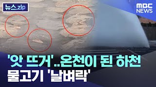 '앗 뜨거'..온천이 된 하천..물고기 '날벼락' [뉴스.zip/MBC뉴스]
