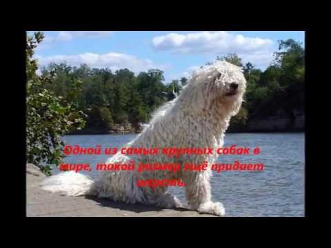 Командор "Король собак"