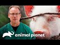 Refugio de cerditos recibe cuidados especiales | Dr. Jeff, Veterinario | Animal Planet
