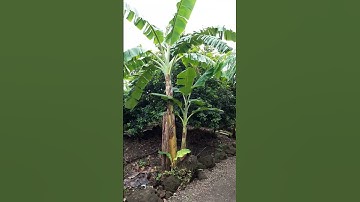 trồng chuối xiêm ,trong vườn cây, 6, năm vẫn thu hoạch tốt