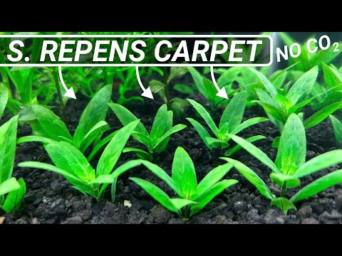 Aquarium Carpet Plants | Staurogyne Repens
