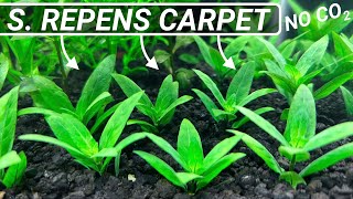 Aquarium Carpet Plants | Staurogyne Repens by Aquarium Plant Lab 14,464 views 2 years ago 3 minutes, 2 seconds