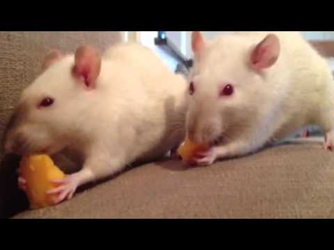 rats eating eyeballs rats eating eyeballs