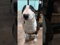 Ref:Esq31PyxePg Bull terrier the fearlessly &amp; cute family guardian!