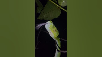 A huge green tree python is checking out my phone from up close in Papua! #herping #snakes #shorts