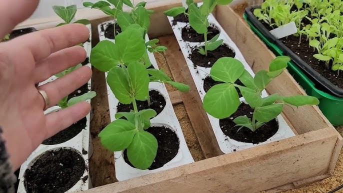 Comment réduire le coût d'une installation en série de tapis chauffants pour  les semis du potager ? 