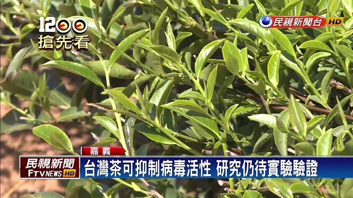 對抗病毒新療法！ 茶葉萃取物質可抑制－民視新聞 - 天天要聞