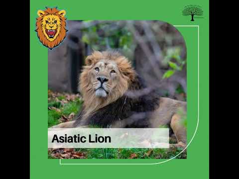 Lions – 7 Subspecies Mnemonic (CAB Escorts King of The Wild)