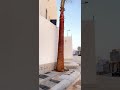 نخيل الواشنطونيا ومواصفات الغرس الفنية نخيل الواشنطونيا ومواصفات الغرس الفنية