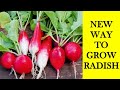 40 Radish from 1 Seed Tray Bumper Harvest