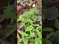 #延胡索,学名Corydalis yanhusuo W. T. Wang ex Z. Y. Su et C. Y. Wu,是罂粟科紫堇属多年生草本。别名元胡、玄胡索。块茎入药。 #中草药 #植物科普