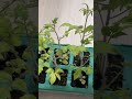 Cherry tomato