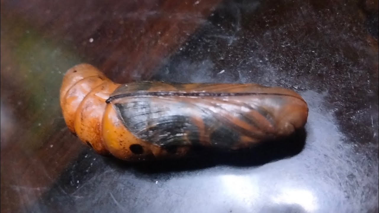 Oleander Hawkmoth Life Cycle